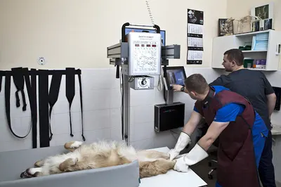 Klinika dla Małych Zwierząt Wąsiatycz